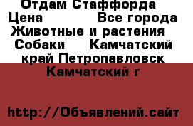 Отдам Стаффорда › Цена ­ 2 000 - Все города Животные и растения » Собаки   . Камчатский край,Петропавловск-Камчатский г.